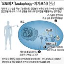 간헐적 단식 다이어트... 충격적 연구 결과 이미지