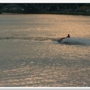 유정천리 이미지