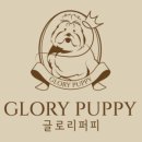 글로리퍼피 네이버블로그
