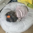 바론동물병원 | [꿀템]우리아가 나의노견 18년을 케어하며 얻은 꿀템 대방출 / 하네스 네뷸라이저 카시트 역류방지쿠션...