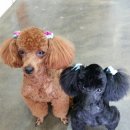 크로바미용실 네이버블로그