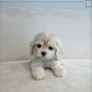 행복한 강아지 이미지