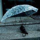 비둘기미용실 이미지