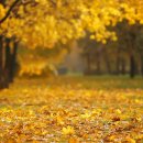 Guitar &amp; Flute - 숲길에서 먼저 온 바람 이미지