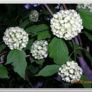 황금대박 이미지