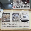 전주애견유치원 고마워복실아 | 부천 실내 애견카페 임시보호 상주견 있는 카페