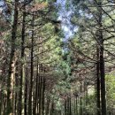 스테이인숲 이미지