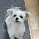 플랫커피 이미지