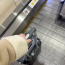 정방연로 | 제주✈️_오는정김밥| 감귤따기 체험 | AMA | 픽업카페 | 라스또르따스타코