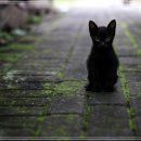 펫브릿지 이미지