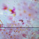 오전댐 왕벚나무 | 500자 칼럼(1073) 마음관리