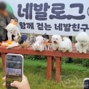 베럴독 | 반려동물 인플루언서 블로거 모임, 강아지 할로윈 코스튬 파티