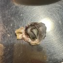 조개까는삼촌 | 광양 굴구이 맛집 추천｜조개까는삼촌 굴 알 크기 실화? (굴구이 소 + 생굴회 후기)