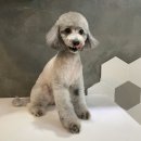 강아지 멋내기 이미지