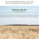 이노푸드코리아(주) 이미지