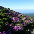 한라산 철쭉 산행(당일 번개) 이미지