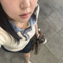 블랙짬새