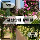 시흥빗물펌프장 | 5월 꽃구경 여기어때? - 금천 한내 장미원 / 실시간