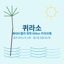 섬나라퀴라소 이미지