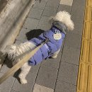 펫코스(Pet-cose) | 크리스마스 분위기 가득🎄 세텍 펫페어 크리스마스 서울펫쇼