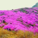 산행 여수(영취산 510m) 진달래 축제 이미지