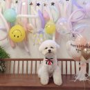 디어퐁퐁 이미지