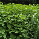 복골농장 이미지