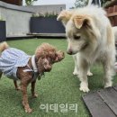 멍멍스쿨 이데일리