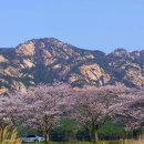 “드라이브 코스로 이건 반칙이다”… 국도 따라 이어지는 100리 벚꽃길 여행지 이미지