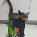 리플렉스 A | 펫클럽 리플렉스 고양이 사료 기호성 좋고 성분 좋은 유럽 사료 추천