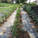 호야네농장 이미지