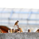 봄을 그리며 이미지