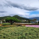 양산 황산공원 국화축제 이미지