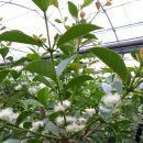 선아 농장 이미지