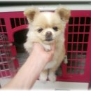 참조은 동물병원 이미지