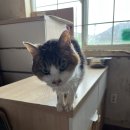 묘랑나랑 이미지