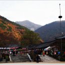 표충사 티스토리