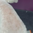 위드미펫살롱 이미지