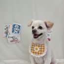 푸드르르 이미지