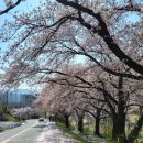 홍제동주유소 화장실 | 강릉벚꽃여행코스 : 1박2일 애견동반 가족여행