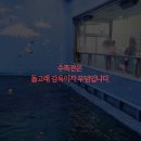 울산고래생태체험관 Daum카페