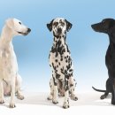 멍멍선생 이미지