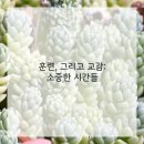 애견스토리 이미지