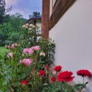 로그캐빈다래 이미지