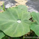 추석에 먹는 대표적인 음식 토란탕 - 토란의 효능과 토란국 끓이는 법) (연잎과 비슷한 토란잎에 물방울) 이미지