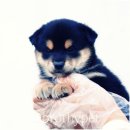 대구강아지분양 도로시펫 이미지