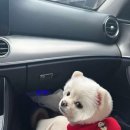 데파트 동물병원 이미지