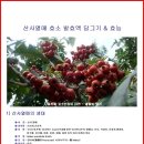 효소 - 산사열매 효소 담그기(건위와 소화불량,생리통, 요통, 장출혈) 이미지