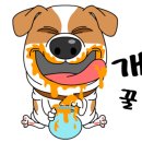 더 편하개 이미지