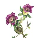 색연필로 쉽게 그리는 보타니컬아트 | [공지] 2026 상반기 울산 동구평생학습관 보타니컬아트 수업 개강 안내